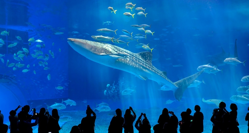 沖繩美麗海水族館之旅