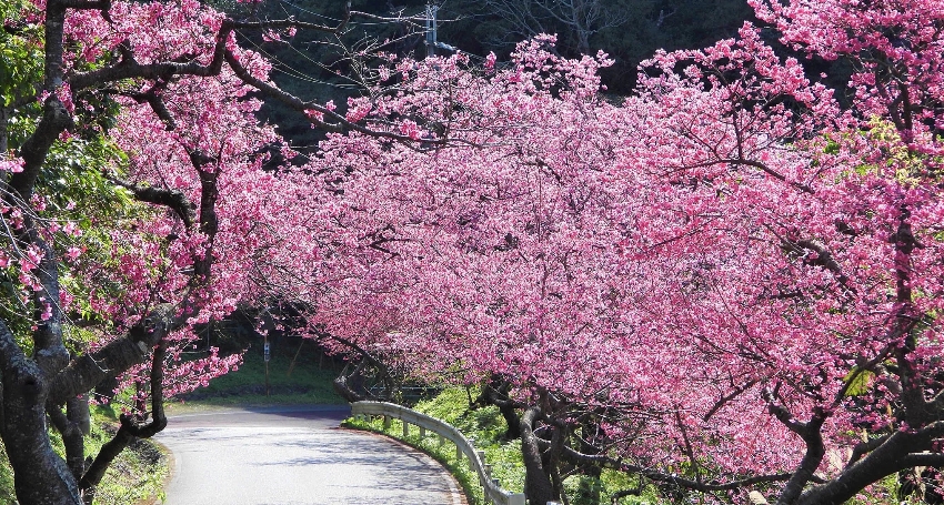【高雄航程】1/18期間限定: 沖繩賞櫻之旅